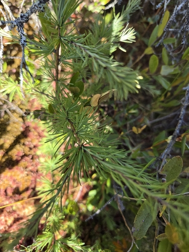 Larix laricina