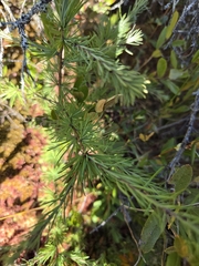 Larix laricina