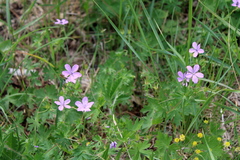 Geranium asphodeloides