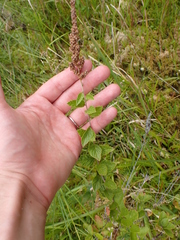 Spiraea tomentosa, photograph (c) Steven Lamonde, some rights reserved (CC BY)