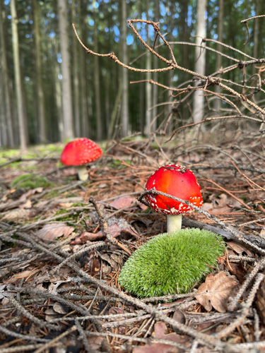 Fly Agaric
