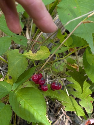 bittersweet nightshade