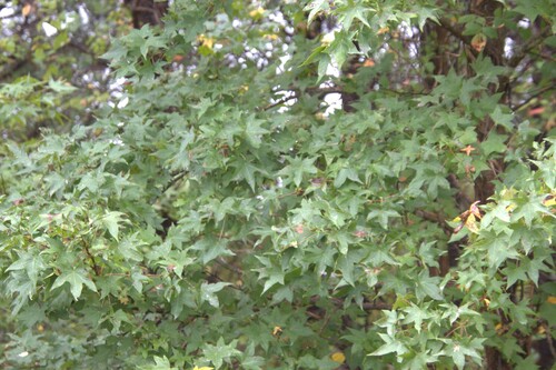 American sweetgum