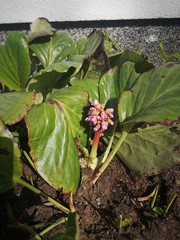 Bergenia crassifolia