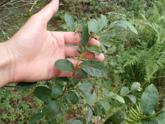 Lyonia ligustrina