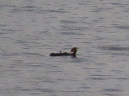 Red-breasted Merganser