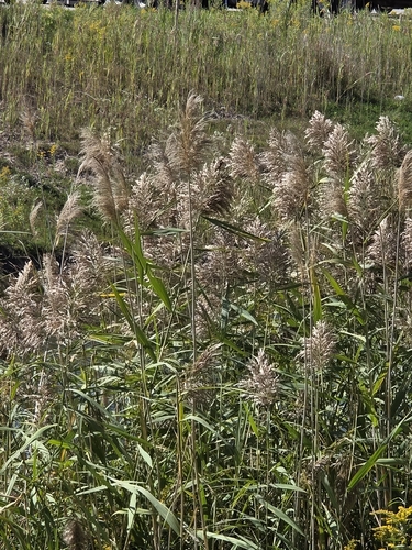 common reed