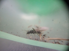 Lasius niger