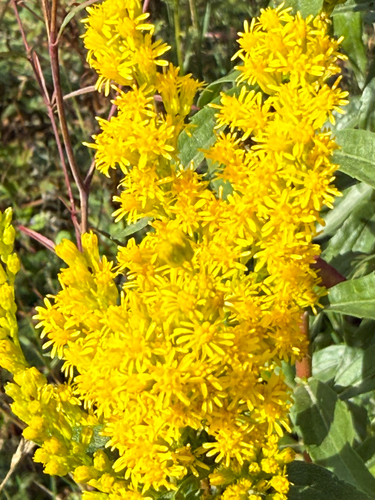 west coast Canada goldenrod