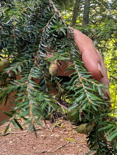 eastern hemlock