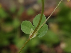Trifolium dubium, photograph (c) Felipe Horton, some rights reserved (CC BY)