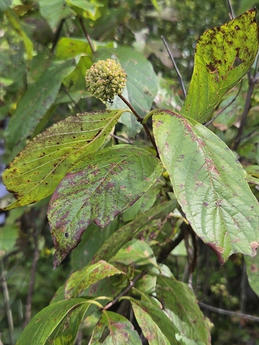 buttonbush