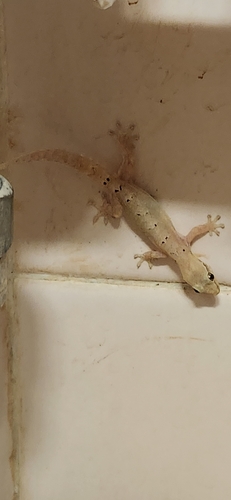 Lepidodactylus lugubris observed 2026-09-23