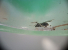 Lasius niger