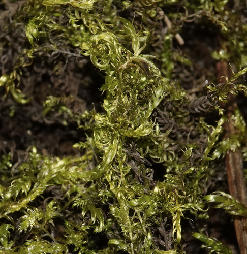 Drepanocladus aduncus observed 2026-09-23