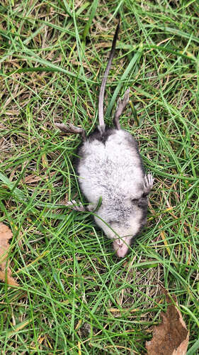 Eurasian Water Shrew
