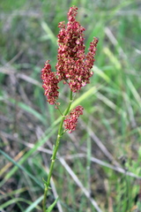 Rumex tuberosus