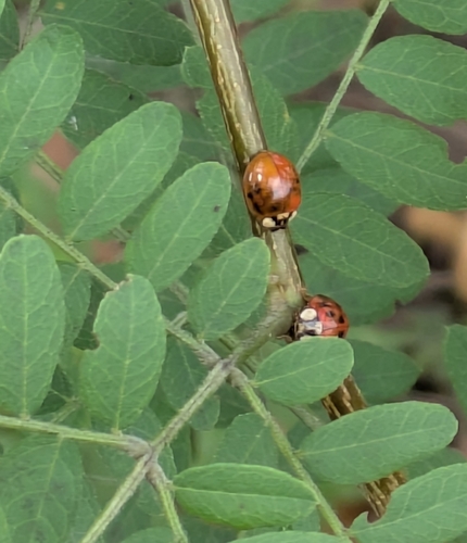 Asian Lady Beetle