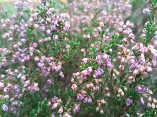common heather