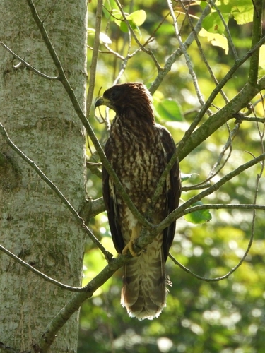 European Honey-buzzard