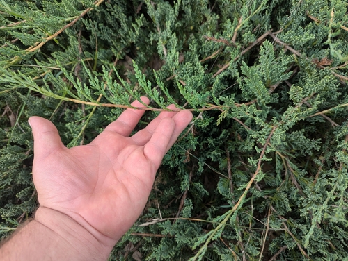 Juniperus horizontalis