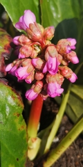 Bergenia crassifolia