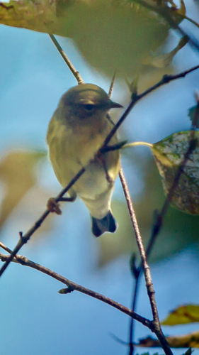 Blackpoll Warbler