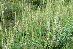 Salvia austriaca