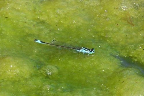 Blue-tailed Damselfly