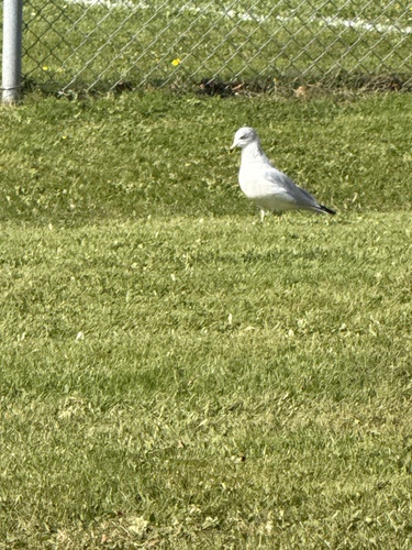 Ring-billed Gull