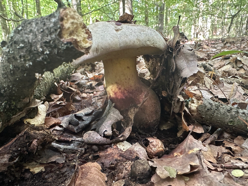 Rooting Bolete