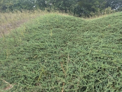 Juniperus horizontalis, photograph author not stated, no rights reserved