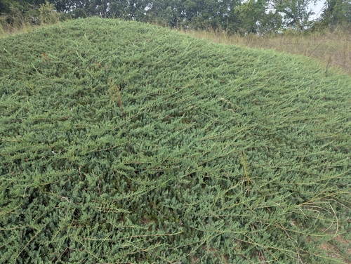 Juniperus horizontalis, photograph 2