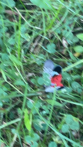 Spotted Lanternfly