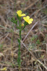 Linum nodiflorum