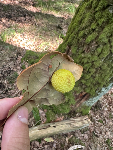 Cherry Gall Wasp