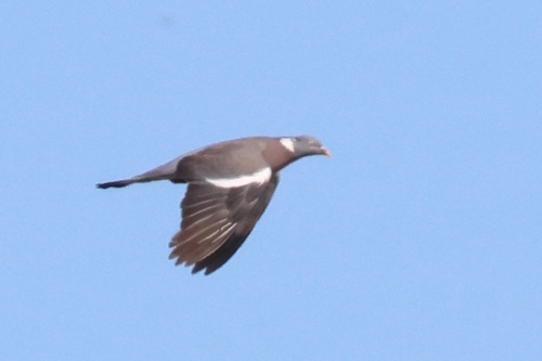 Common Wood-Pigeon