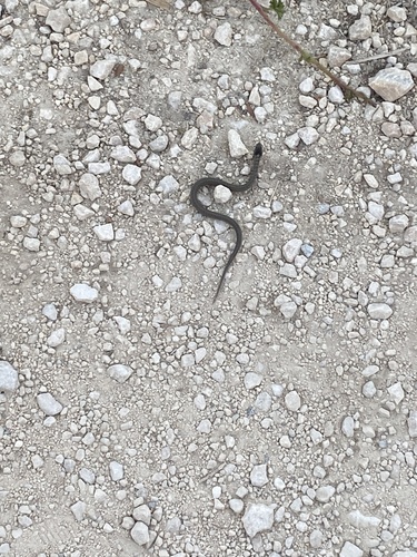 Smooth Snake