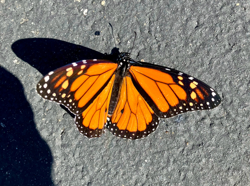Monarch
