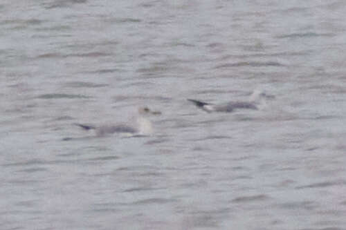 Common Gull
