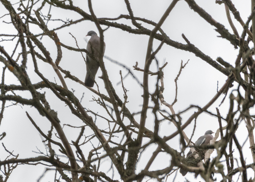 Common Wood-Pigeon