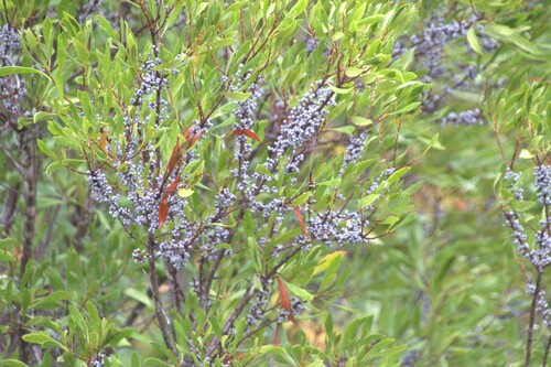 wax myrtle