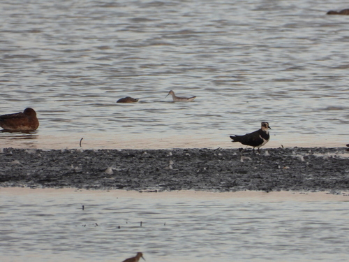 Wilson's Phalarope
