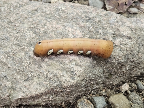 Pandorus Sphinx