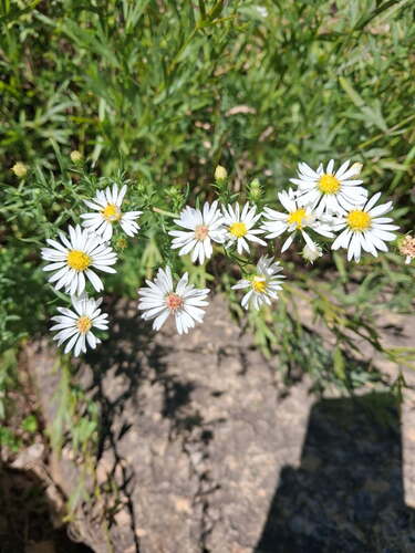 frost aster