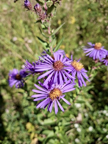 New England aster