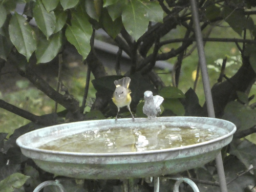 American Redstart