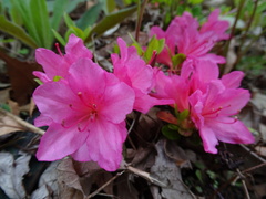 Rhododendron simsii