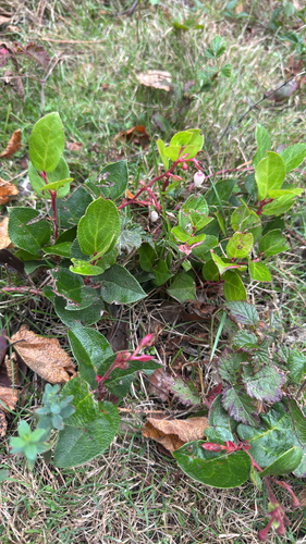 salal