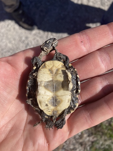 Midland Painted Turtle